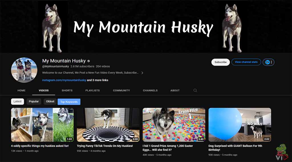 My Mountain Husky - Pet YouTube Channel Ideas (With 13 Examples)