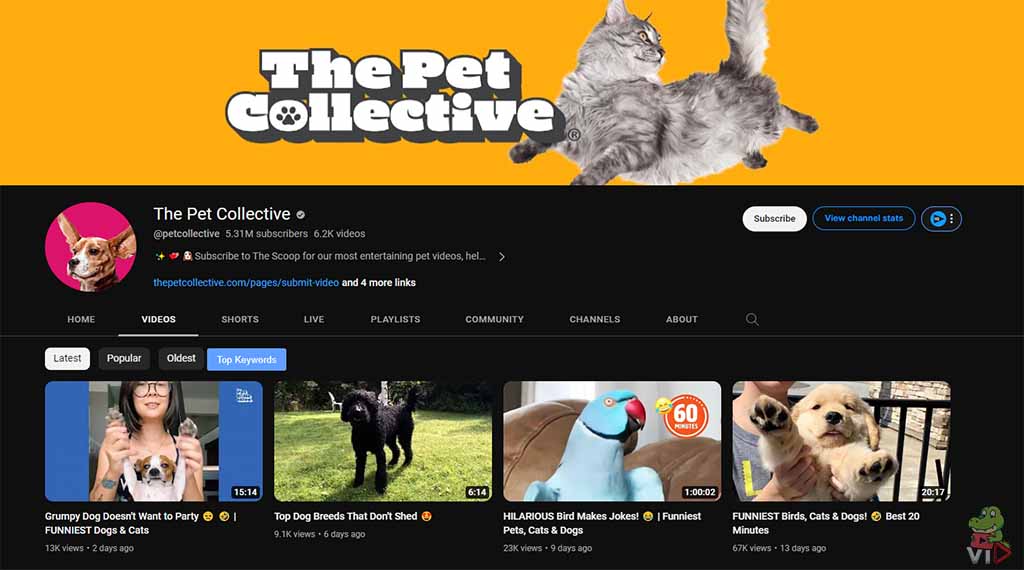 The Pet Collective - Pet YouTube Channel Ideas (With 13 Examples)